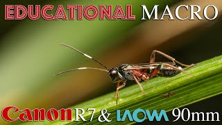 Macro Photography of Amazing Subjects  Educational Fieldwork with the Canon R7 amp Laowa 90mm [upl. by Lawtun891]