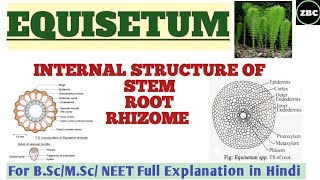 EQUISETUM  Internal Structure of StemRootRhizome BscMSc Botany Full Explanation  ZBC [upl. by Nirej283]