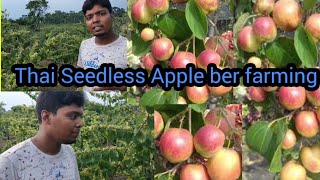 Thai Seedless Apple ber farming successful in India  Green tree nursery [upl. by Ahsek]