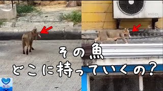 魚をあげたら食べずに口に咥えて運んでいった野良猫。その行動に涙が溢れる【感動】 [upl. by Erdied]