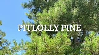 The Promising Pitlolly Pine An Update [upl. by Farro]