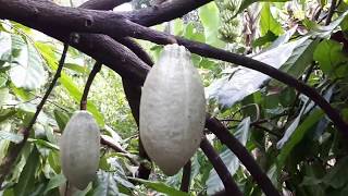 How to Grow Cacao Tree Chocolate Tree  Fruit Plant Collection [upl. by Airdnaid490]