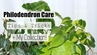 Philodendron Houseplant Care Tips amp Tricks  My Philodendron Collection [upl. by Bobina]