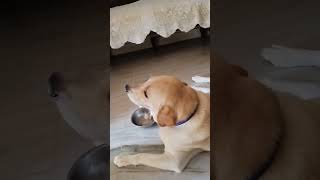 Cash babu feel hungry for lunch labradorlablovedoglover [upl. by Terena]