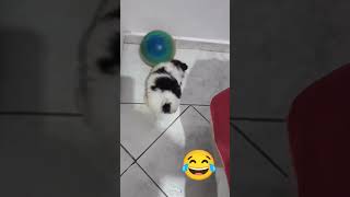 FILHOTE SHIH TZU NAO QUER DORMIR 😂 jogandobola ⚽ [upl. by Marlee]