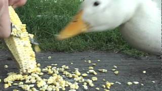 Crazy corn eating duck [upl. by Hogen621]