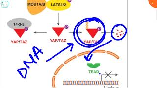 Hippo pathway  formation of trophoblast developmental biology explained Life science study 🔥🔥🔥😎🤓 [upl. by Gapin811]