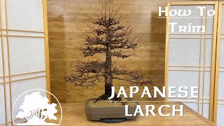 How To perform spring pruning on a Japanese Larch Bonsai  Greenwood Bonsai [upl. by Earl687]