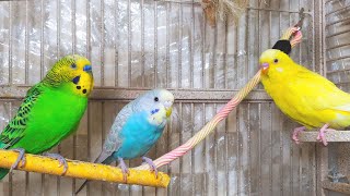 3 Hr Happy Parakeets Eating Singing Playing Budgies Chirping Reduce Stress of lonely Bird Videos [upl. by Aoniak]