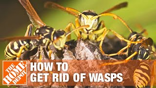 How to Get Rid of Wasps Around the House  The Home Depot [upl. by De]