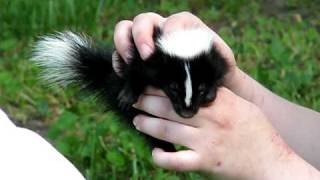 Baby skunk  how they spray [upl. by Tedd]