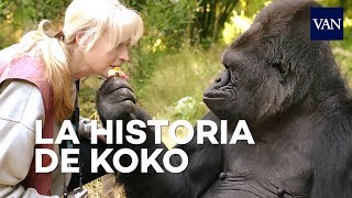 La maravillosa historia de Koko el gorila que hablaba [upl. by Wilkins]