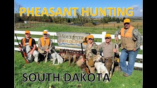 Pheasant Hunting in South Dakota October 2021 [upl. by Akkinahs485]