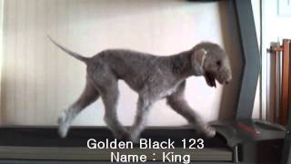 Bedlington Terrier Treadmill [upl. by Marya]