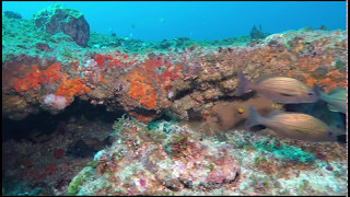 Umkomaas 2 mai 2017  Diving South Africa  Kingi Angelfish  Gem Tang [upl. by Yesak]