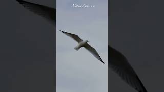 Beautiful wing span of a ring billed gull nature shorts [upl. by Karrah846]