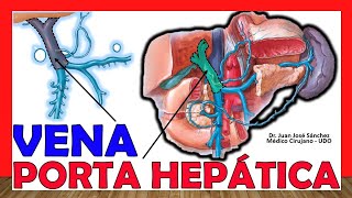 🥇 VENA PORTAHEPÁTICA Conformación Tributarias Relaciones ¡Fácil Explicación [upl. by Ellienad844]