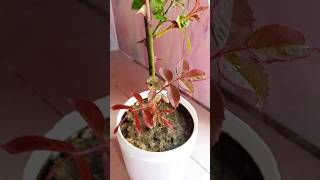 1 to 68 days update of rooted Rose plant cuttings🌹🌹Gardening tips🌹Youtube shortsIsrats Garden 🌹🌹 [upl. by Lemmie696]