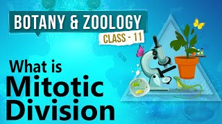 What Is Mitotic Division  Cell Division  Biology Class 11 [upl. by Atteinotna]