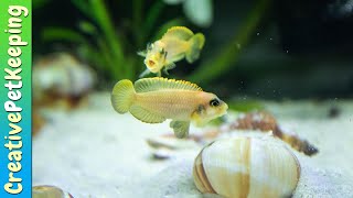 Shell Dwellers  My favorite nano fish Neolamprologus multifasciatus amp Lamprologus ocellatus gold [upl. by Riggins]