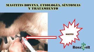 Mastitis bovina etiología síntomas y tratamiento [upl. by Inanuah]