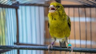 Master Canary Singing  Canary Training Song [upl. by Nawat]