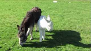 White Baby Donkey at Temple Newsam Farm [upl. by Holofernes]