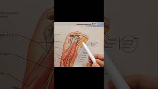 Musculotendinous Nerve Anatomy anatomy upperlimbanatomy mbbs [upl. by Molohs800]