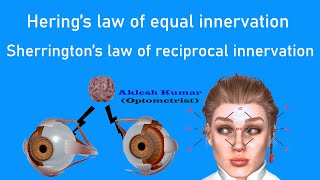 Herings law of Equal innervation and Sherringtons law of reciprocal innervation  Ocular Laws [upl. by Hahn]