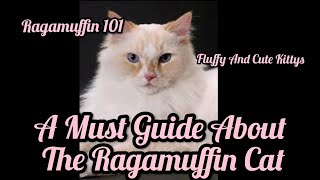 RAGAMUFFIN 101  All About The Ragamuffin Cat  A Guide For You [upl. by Eveneg802]