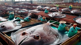 How European fishermen catch hundreds of tons of halibut and shrimp with trawls nets at sea [upl. by Malvin340]