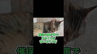 猫の鳴き声の種類 猫 種類 [upl. by Bronder]