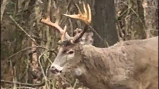 The biggest whitetail buck I have ever seen in person He was magnificent [upl. by Hgeilyak]