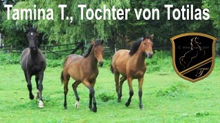 40 PSI PferdeAuktion 2019 bekannteste Tochter Totilas Tamina T blickt auf der Auktion Ankum [upl. by Lurleen388]