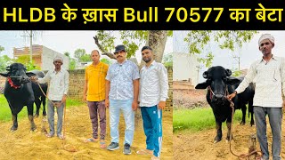 HLDB के ख़ास Bull 70577 का बेटा  95881 01370  Bond Khurd  Charkhi Dadri [upl. by Namreh40]