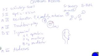 Cranial Nerves Made Easy [upl. by Sokul34]