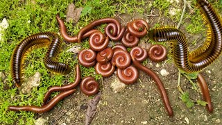 HUNTING MILLIPEDE  Hunting Giant Millipede Luwing Wow Its Exciting to Get Many Millipede Animals [upl. by Karen]