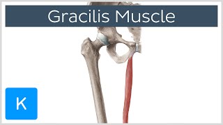 Gracilis Muscle  Function amp Origins  Human Anatomy  Kenhub [upl. by Soulier]