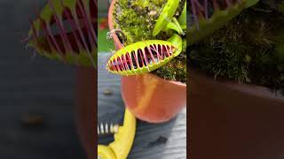 How Many Flies Can a Venus Flytrap Eat [upl. by Yrelbmik540]