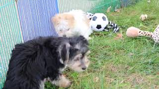 Morkie Puppies Madonna and Lucy SD 480p [upl. by Schlosser]