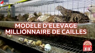 MODELE DÉLEVAGE COMMERCIAL DE CAILLES  Produire des MILLIERS dœufs chaque jour agriculture [upl. by Acissaj]