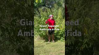 Plant Walk  Giant Ragweed [upl. by Atikaj349]