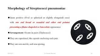 Streptococcus species [upl. by Aisinoid]