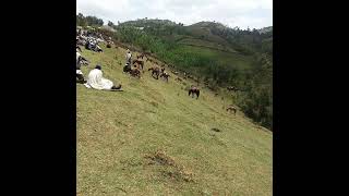 music mezmur sidaama sidama hawassa [upl. by Cerf]