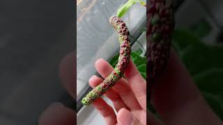 Anthurium Crystallinum x Forgetii Pollination to Seedlings [upl. by Allemahs]