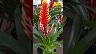 Bromelia Vriesea [upl. by Nnylrahc]