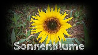 Sonnenblume – Ein Gedicht von Uwe  Unterwegs [upl. by Keriann]