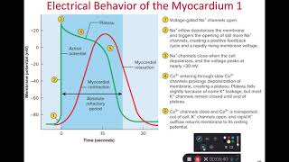 BIOL 314 Cardiomyocyte Action Potential ECG amp Phases of Cardiac Cycle Ch 19 Part 4 [upl. by Nyl]