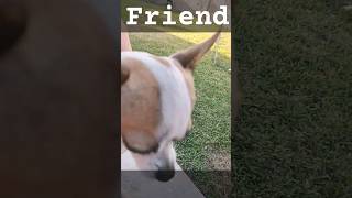 Youre my friend now were having soft tacos later 🙂 dog cute chihuahua puppy doggo [upl. by Dnaltiak959]