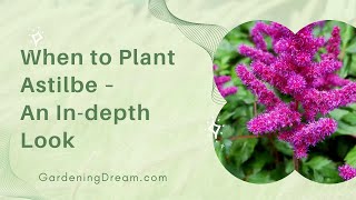 When to Plant Astilbe – An Indepth Look [upl. by Galanti]